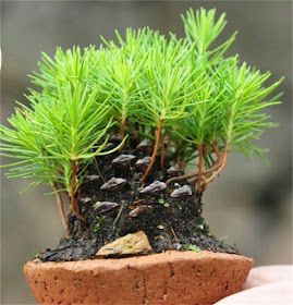 Dishfunctional Designs: DIY Pine Cone Bonsai - How To Make A Pine Cone Bonsai Pine Cone Seeds, Avocado Growing, Bee Yard, Pine Cone Tree, Bonsai Diy, Succulent Frame, Bonsai Tree Care, Pine Bonsai, Bonsai Care