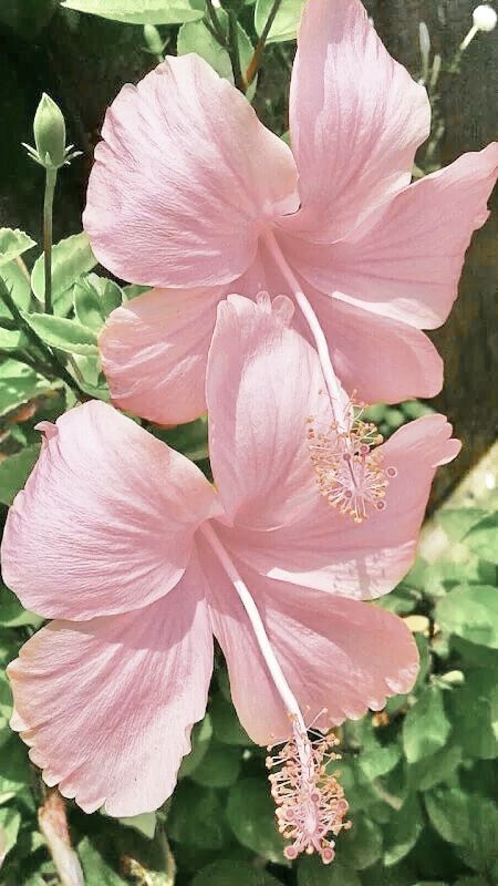 Hibiscus, Pink Flowers, Flowers, Green, Pink, Beauty