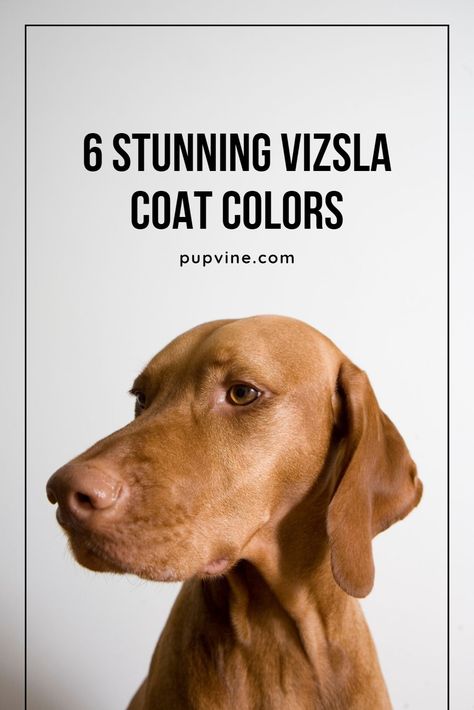 Check out some of the most beautiful and unique Vizsla colors that will blow your mind and find out more about this dog breed! Wire Haired Vizsla, Vizsla Funny, Viszlas Puppy, Hungarian Vizsla Drawing, Visla Puppy Vizsla, Wirehaired Vizsla, Vizsla Dog, Most Beautiful Dog Breeds, Contemporary Baskets