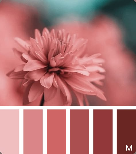 Terra Rosa Color, Maroon Color Palette, Color Analysis Summer, Rose Gold Wedding Decor, Color Schemes Colour Palettes, Color Palette Pink, Nature Color Palette, Rose Pastel, Color Palette Design