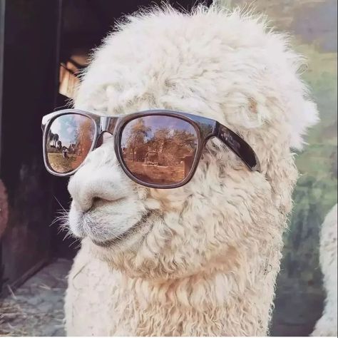 Alpaca Pictures, Alpaca Socks, Alpaca Farm, Cute Alpaca, Llama Alpaca, Alpaca Sweater, Bollywood Jewelry, Silly Animals, Bees Knees