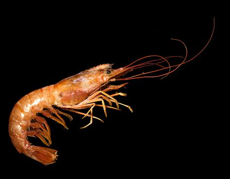 https://flic.kr/p/tD8NUf | Prawn Shrimp Picture, Prawn Shrimp, Saltwater Aquarium, Crustaceans, Sea Creature, Marine Life, Sea Creatures, Spirit Animal, Art Reference