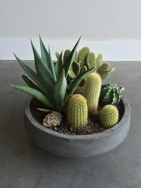 Mini Cactus Garden, Small Cactus Plants, Kaktus Dan Sukulen, Cactus Arrangement, Indoor Vegetables, Indoor Cactus, نباتات منزلية, Succulent Garden Design, Great Basin