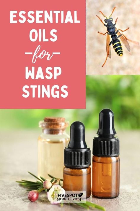 Essential Oils for Wasp Stings Essential Oils For Wasps, Hornet Sting Remedy, Wasp Stings Relief, Wasp Sting Remedy Swelling, Essential Oils For Bee Stings, Bee Sting Remedy Essential Oils, Essential Oils For Bee Stings Swelling, Essential Oils For Wasp Stings, Home Remedy For Wasp Sting