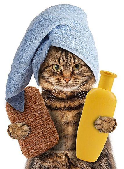 Cat Towel, Cat Shampoo, Vinyl For Cars, Image Chat, Cat Family, Cat Grooming, Silly Cats, Pet Grooming, Cat Life