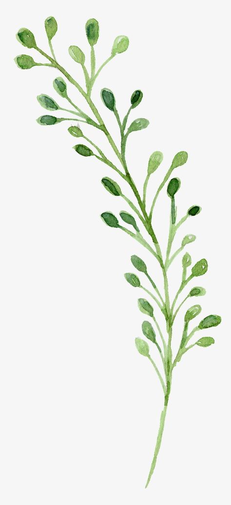 Green Flower Watercolor, Green Flowers Watercolor, Green Watercolor Art, Green Flower Drawing, Green Drawing, Clip Art Black And White, Watercolor Green, Flowers Png, Cartoon Flowers