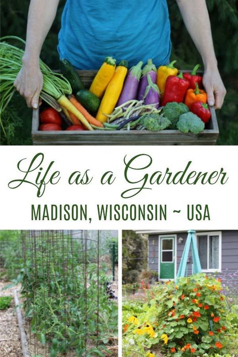 Wisconsin Gardening, Bush Beans, Pole Beans, Growing Veggies, Flower Gardening, Madison Wisconsin, Homestead Survival, Home Vegetable Garden, Vegetable Gardening