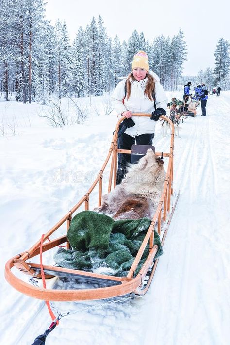 Woman riding Husky dog sled Finland Lapland in winter stock photo Finland Lapland, Huskies Sled, Sled Ride, Dog Sled, Bucket List Destinations, Husky Dogs, Dog Sledding, Vacation Packages, Travel Deals