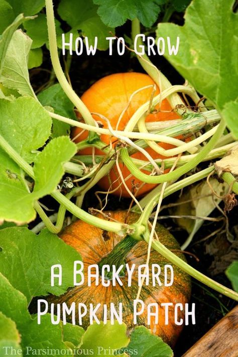 Best Gardening Ideas for Fall - Grow A Backyard Pumpkin Patch - Cool DIY Garden… Backyard Pumpkin Patch, Pumpkins Growing, Homegrown Vegetables, Different Types Of Vegetables, Pumpkin Garden, Growing Pumpkins, Herb Gardens, Home Grown Vegetables, Organic Vegetable Garden