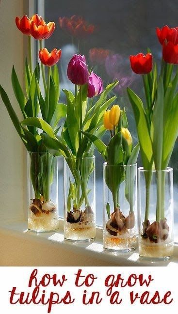 How To Grow Tulips, Grow Tulips, Tulips In A Vase, Growing Tulips, نباتات منزلية, Tulip Bulbs, Tulips In Vase, Deco Floral, Dream Garden