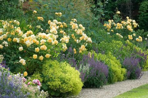 Garden Retreat Ideas, Rose Companion Plants, Summer Border, Alchemilla Mollis, Long Blooming Perennials, Fragrant Garden, Border Plants, Shrub Roses, Garden Shrubs