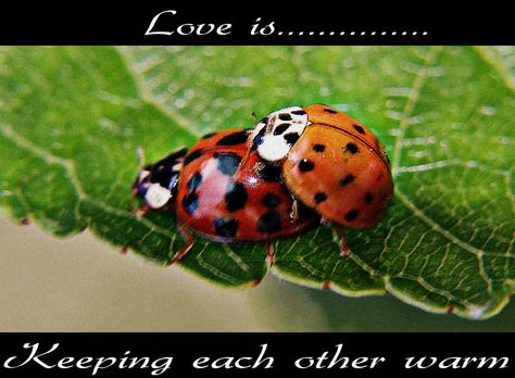 https://flic.kr/p/uoMh9C | Ladybugs | Lady (man)bugs in love mood....i guess Bugs In Love, In Love Mood, Me And Him, Love Mood, Cool Bugs, I Love My Wife, Love Bugs, Couple Goals, Bugs