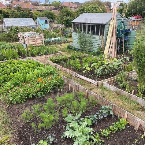 Small Allotment Design, Allotment Fence Ideas, Upcycled Allotment Ideas, Allotment Design Ideas, Garden Allotment Ideas, Allotments Ideas, Allotment Layout, Allotment Ideas Inspiration, Allotment Planner