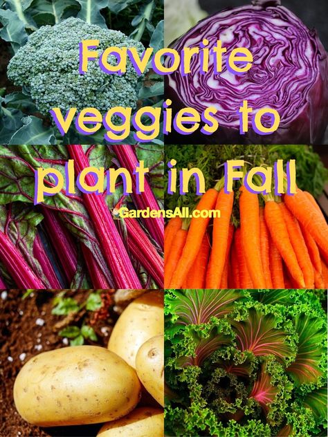 What Vegetables to Plant in Fall - GardensAll - Vegetables Vegetables To Plant In Fall, Plant In Fall, Potato Tower, Vegetables To Plant, Cattle Panels, Row Covers, Fall Vegetables, Fall Garden Vegetables, Victory Garden