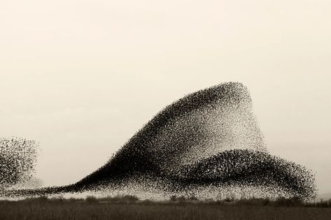 Starling Murmurations | WIRED Vampire Weekend, Migratory Birds, Colossal Art, Japanese Landscape, The White Stripes, Series Black, Japanese Woodblock Printing, Starling, Birds Of Prey