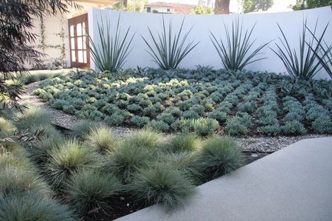 Drought Tolerant Landscape Design, Drought Resistant Landscaping, Contemporary Landscape Design, Courtyard Landscaping, Succulent Landscape Design, Low Water Gardening, Succulent Landscaping, Drought Tolerant Landscape, California Garden