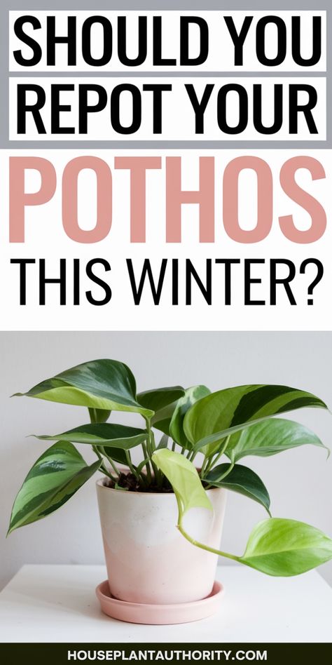 Should you repot your pothos this winter? Featured plant in a pink pot. Golden Pothos Care, Pothos Plant Decor, Indoor Plants For Beginners, Pothos Plant Care, Pothos Plants, Plants For Beginners, Moss Pole, Plant Ties, Golden Pothos