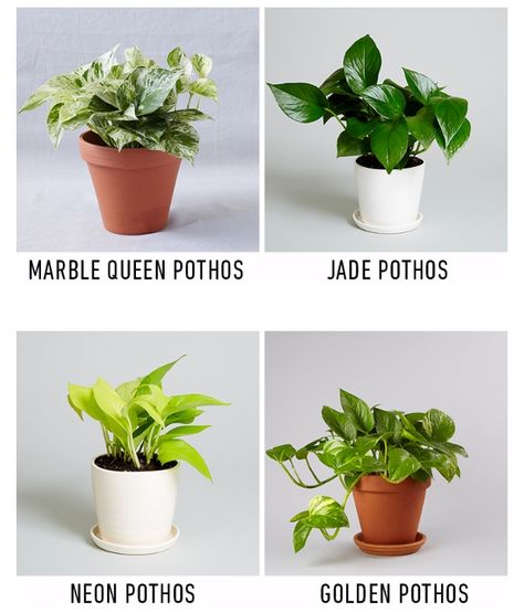 Photos Plant, Kaktus Dan Sukulen, Marble Queen Pothos, Plants In Pots, Neon Pothos, نباتات منزلية, Hanging Plants Indoor, Pothos Plant, House Plants Decor