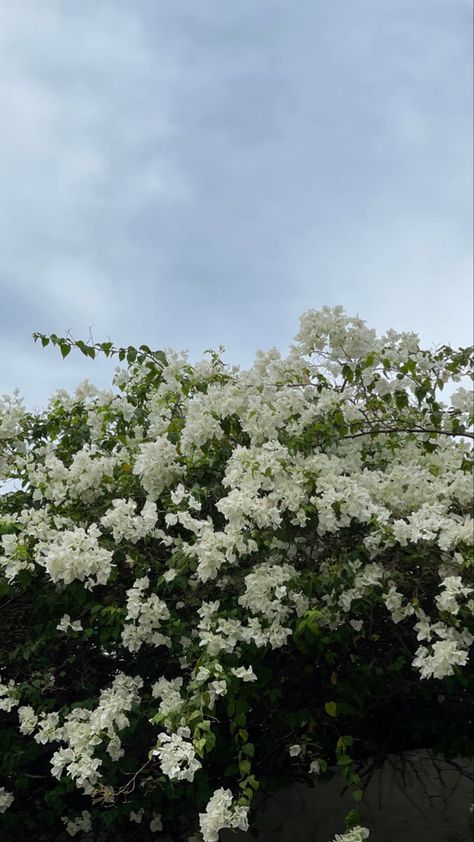 White Flowers Snap, Flower Pictures Aesthetic, Flower Photoshoot Aesthetic, Backgrounds Editing, Instagram Design Creative, Best Nature Images, Photo Frame Wallpaper, Floral Aesthetic, Scenery Background