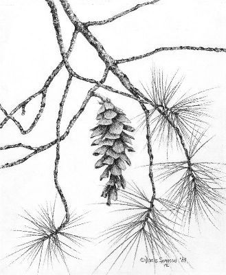 . Drawing Pine Trees Pencil, Pine Tree Drawing, Drawing Series, White Pine Tree, Tree Doodle, Pencil Drawings Of Flowers, Pencil Drawings Of Girls, Pine Cone Art, Tree Sketches