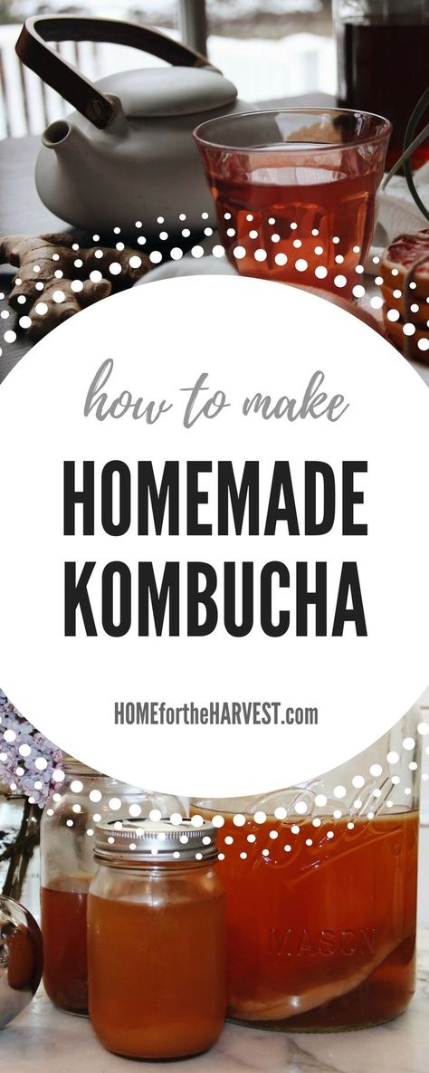 Tutorial - How to Make Homemade Kombucha (plus free printable instructions) | Home for the Harvest Make Your Own Kombucha, Diy Kombucha, Make Kombucha, Homemade Kombucha, Kombucha Recipe, Inflammatory Recipes, Fermented Tea, Fermented Drink, Healthy Smoothie