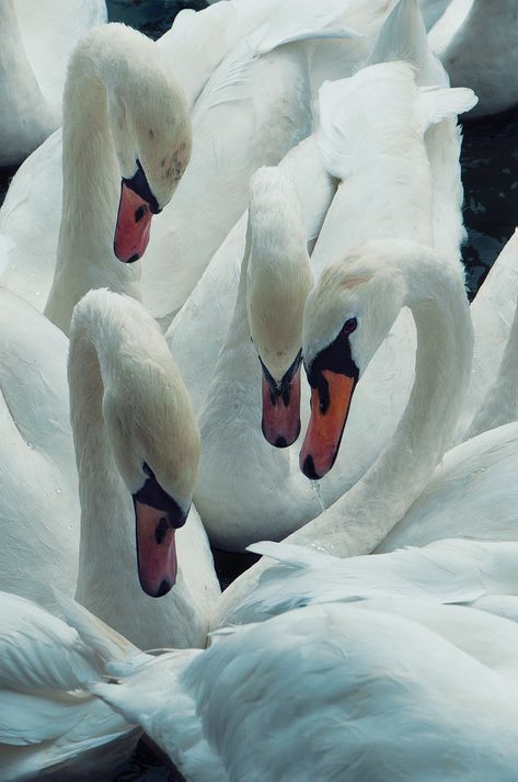 Regnul Animal, Foto Tips, Swans, 귀여운 동물, Bird Feathers, Gotham, Beautiful Birds, Animal Kingdom, Animals Beautiful