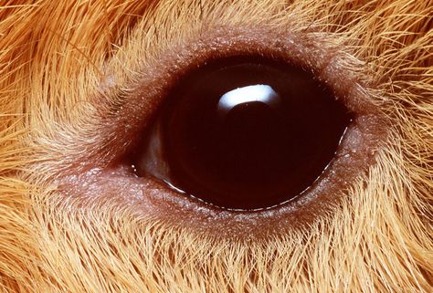 Pig Eyes, Pig Photo, Different Types Of Animals, Eye Expressions, Eye Close Up, Animal Reference, Pig Art, Photos Of Eyes, Eye Of The Beholder