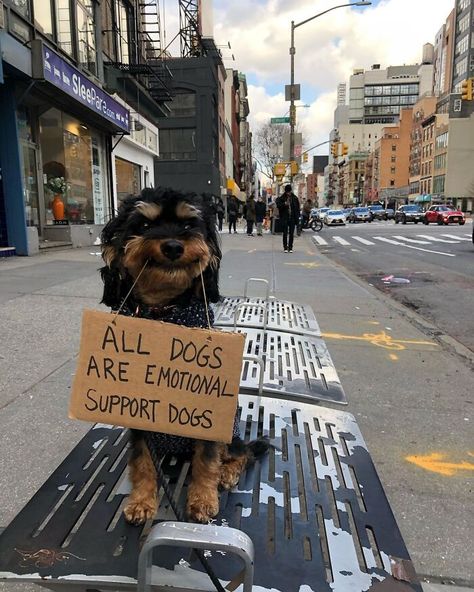 36 Funny Protest Signs From 'Dog With Sign' Who Has 174k Followers (New Pics) Funny Protest Signs, Expensive Dogs, Emotional Support Dog, Super Cute Puppies, Support Dog, Protest Signs, Memes Of The Day, All Dogs, Small Puppies