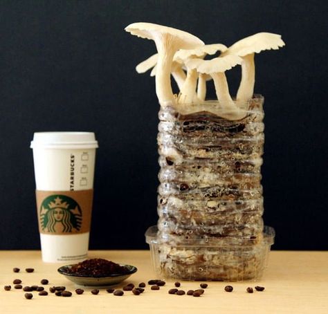 How to grow mushrooms in used coffee grounds and cardboard : this simple and fun method requires no sterilization! Detailed tutorial with lots of resources! Making Mushrooms, How To Grow Mushrooms, Used Coffee Grounds, Regrow Vegetables, Grow Mushrooms, Growing Mushrooms At Home, Mushroom Cultivation, Garden Mushrooms, Eco Architecture