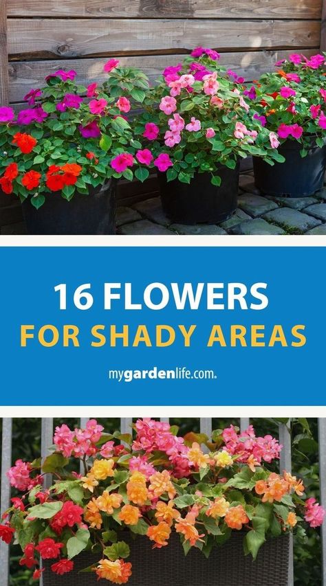 Create a colorful backyard retreat with these shade-loving flowers for containers, landscaping and hanging baskets! If you're wanting to add color and interest to areas with low sunlight, these varieties may be just what you're looking for. Find more shade garden layout tips and inspiration at MyGardenLife.com. Hanging Plants Front Of House, Annuals For Shade Containers, Flowers For Shaded Areas Pots, Shade Garden Flowers, Shade Annuals Containers, Shade Hanging Baskets Ideas, Shady Flower Bed Ideas, Flowers That Grow In Shade, Shade Annual Flowers