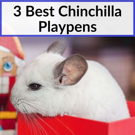 The best chinchilla playpens are affordable, safe, and large enough to allow room for you and your pet, plus maybe another family member or two. Most lack... Chinchilla Room Ideas, Chinchilla Play Area, Chinchilla Playpen, Chinchilla Cage Ideas, Diy Chinchilla Toys, Chinchilla Care, Chinchilla Toys, Chinchilla Pet, Chinchilla Cage