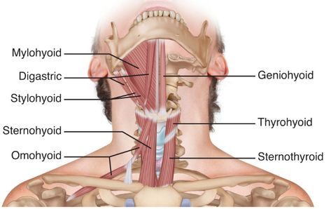 Mylohyoid  Stylohyoid sternohyoid Hyoid Bone, Jugular Vein, Anatomy Pictures, Neck Anatomy, Forward Head Posture Exercises, 2nd Semester, Forward Head Posture, Facial Nerve, Facial Anatomy