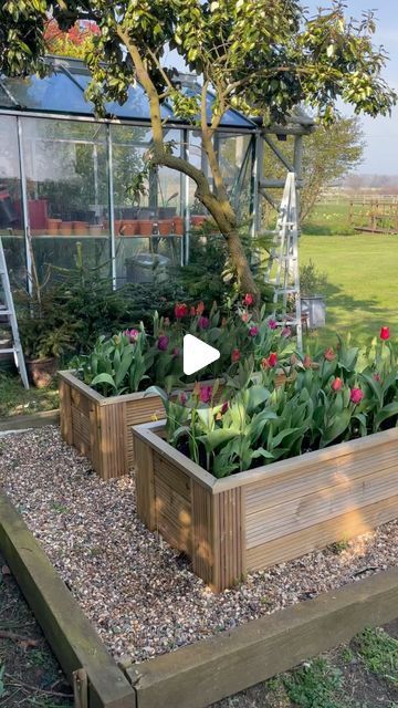 Laura Sunderland on Instagram: "Tulip Season! My garden inspections are making me very happy at the moment! This is the first year I’ve grown tulips in the raised beds and it’s been fun watching them grow! 🌷

Wishing you a lovely Saturday!

#countrygarden #mygardentoday #gardeninspiration #houseandgarden #homegrownflowers" Tulip Season, Sunderland, Country Gardening, Raised Beds, My Garden, Very Happy, Garden Inspiration, First Year, Cool Watches