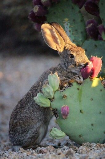 What Animals Eat, Desert Animals, Prickly Pear Cactus, Desert Life, Jack Rabbit, Prickly Pear, Cactus Flower, Animal Photo, Nature Animals