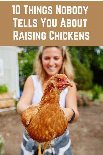 Yearly Expenses, Dominique Chickens, Chicken Facts, Meat Rabbits, Chicken Poop, Raising Chicks, Chicken Pen, Backyard Chicken Coop Plans, Backyard Chicken Farming