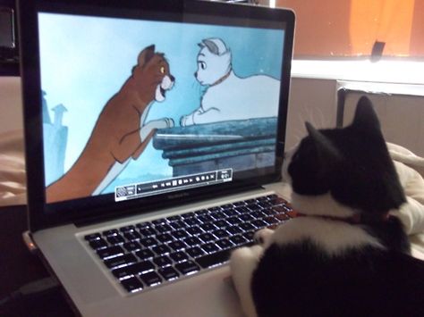 everybody wants to be a cat Cats Watching Movie, Cat Watching Movie, Cat Watching Tv, Sticker Inspo, Sapphire Eyes, Cat Watch, Peace And Happiness, Pc Setup, Kitty Kitty