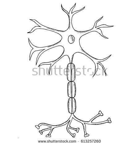 Nerves Drawing, Nerve Cell Drawing, Neuron Diagram Aesthetic, Neuron Drawing, Neuron Drawing Notes, Neuron Structure, Neuron Synapse, Synapse Neurons Art, Nerve Cell