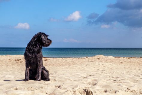 21 Dog-Friendly Michigan Beaches That’ll Give Your Pooch the Zoomies - The Gander Rhode Island Beaches, Dog Friendly Beach, Michigan Beaches, Los Angeles Beaches, Best Dog Food, Dog Beach, Dog Parents, Travel Tours, Black Dog