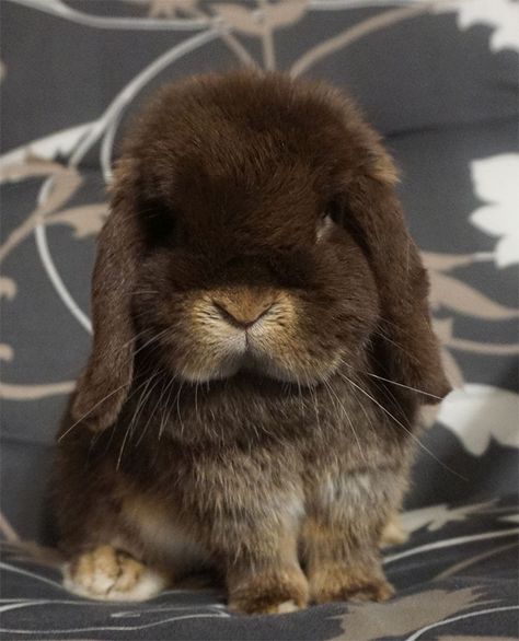 Mini Lop Bunnies, Baby Potato, Lop Bunnies, Holland Lop Bunnies, Pet Things, Brown Bunny, Mini Lop, Baby Farm Animals, Holland Lop