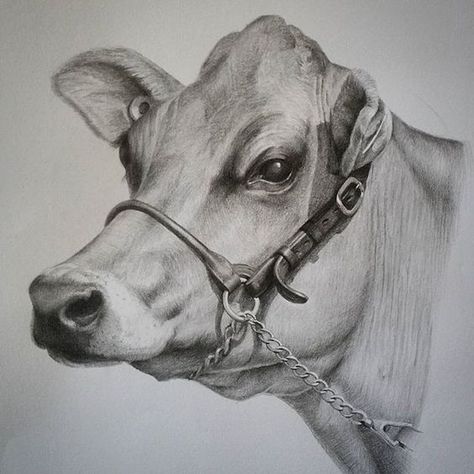 cow drawing Cow Sketch, Cow Drawing, Pencil Drawings Of Animals, Pencil Drawing Tutorials, Realistic Pencil Drawings, Pencil Sketch Images, Farm Art, Cow Painting, Cow Art