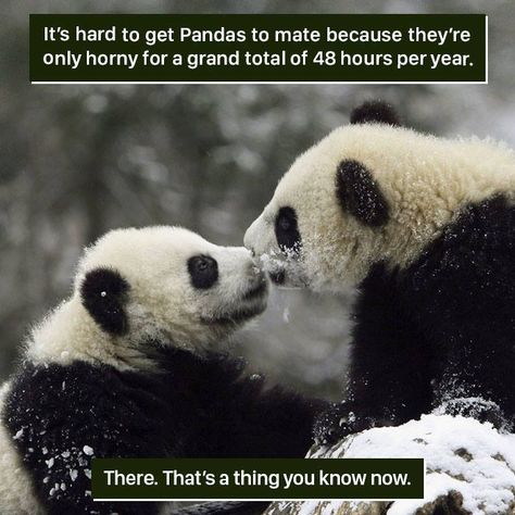 Weird Animal Facts, Panda Facts, Animal Facts Interesting, Animal Facts For Kids, Happy Facts, Facts About Animals, Shark Facts, Unusual Facts, Animals And Plants