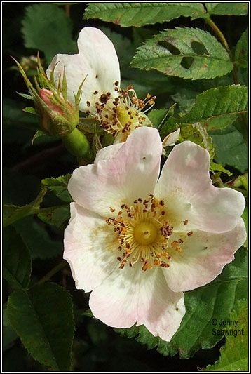 Irish Wildflowers - Short-styled Field-rose Family Color Schemes, Ireland Flowers, Irish Flowers, Irish Wildflowers, Flower References, Yard Plants, Rose Mary, Irish Rose, Favourite Flowers