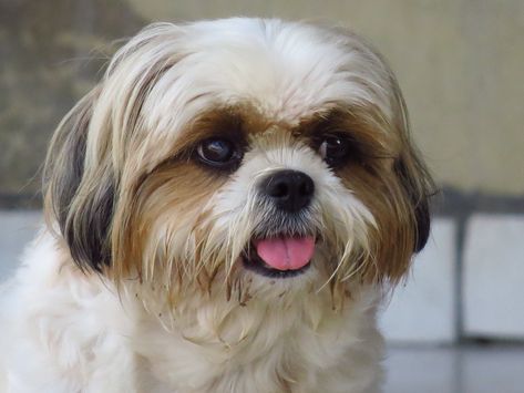 Puppy Haircut Teddy Bears, Shih Tzu Puppy Cut, Havanese Haircuts, Puppy Haircut, Havanese Puppy, Small Sized Dogs, Long Haired Dogs, Shih Poo, Puppy Cut