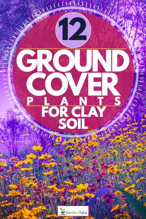 and poor soil is what makes them a Ground Cover For Clay Soil, Clay Soil Gardening, Phlox Ground Cover, Ground Cover Plants Shade, Plants For Clay Soil, Low Growing Ground Cover, Clay Soil Plants, Best Grass Seed, Yarrow Plant