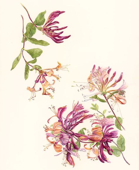 Honeysuckle Vine Drawing, Honeysuckle Tattoo Vines, Honeysuckle Tattoo Color, Honeysuckle Meaning, Honeysuckle Watercolor, Aries Moodboard, Honeysuckle House, Watercolor Botanical Flowers, Lonicera Periclymenum