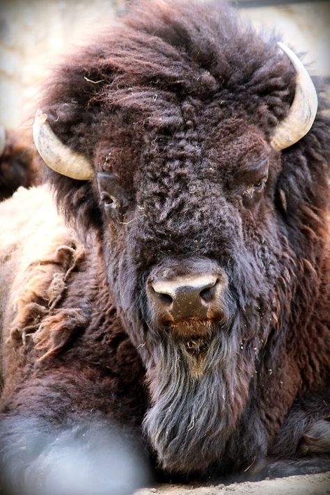 Bison Photography, Bison Photo, Buffalo Animal, Bison Art, Buffalo Art, American Buffalo, Buffalo Bison, Cow Pictures, American Bison