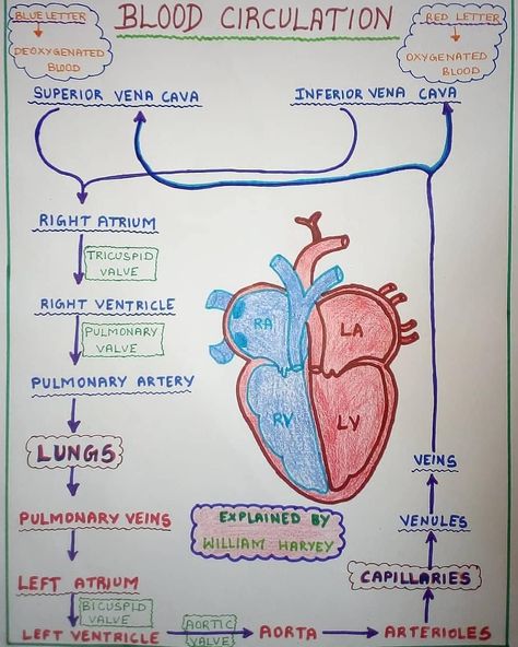 Blood Circulation Diagram, Blood Flow Through The Heart, Inside Human Body, Neet Biology, Heart Circulation, Cardiac Sonography, Cell Diagram, Human Body Projects, Biology Diagrams