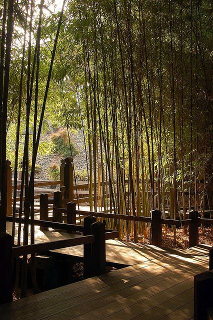 Bamboo Trees, Huntington Library, Wooden Walkways, Walkways Paths, Japan Garden, Japanese Garden Design, Asian Garden, Zen Gardens, Bamboo Garden