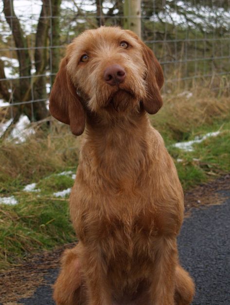 Hungarian Dog, Wirehaired Vizsla, Airedale Dogs, Griffon Dog, Weimaraner Puppies, Akc Breeds, Vizsla Dogs, Weimaraner Dogs, Irish Terrier