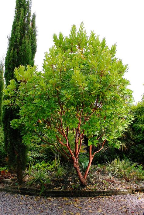 Tree Identification: Arbutus 'Marina - Hybrid Strawberry Tree Arbutus Marina, Arbutus Unedo, Strawberry Tree, Tree Growth, Tree Identification, Backyard Plants, Zone 9, Front Landscaping, Garden Shrubs